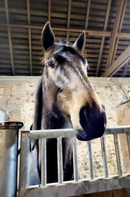 Gite Au Haras D'Agathe Et Ses Princes Les Barils Zewnętrze zdjęcie