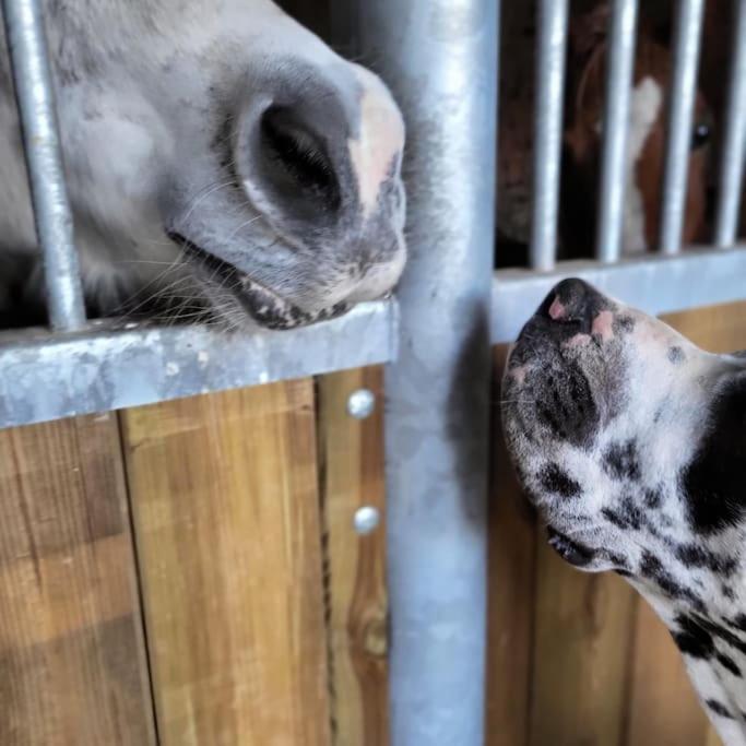 Gite Au Haras D'Agathe Et Ses Princes Les Barils Zewnętrze zdjęcie